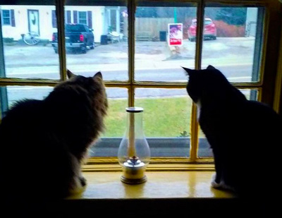 Cats in the Window